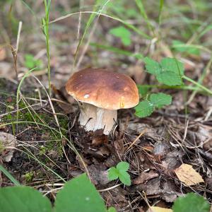 King Bolete