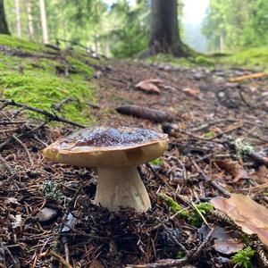 King Bolete