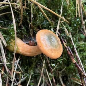 False Saffron Milk Cap