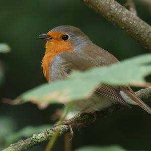 European Robin