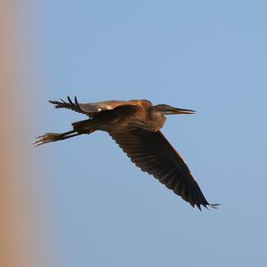 Purple Heron