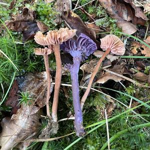 Amethyst Deceiver