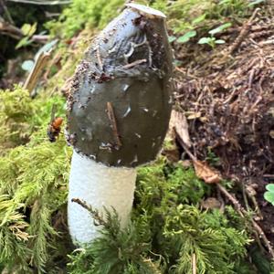Unknown Species