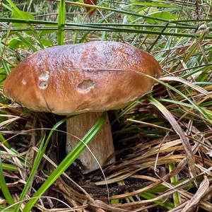 Steinpilz