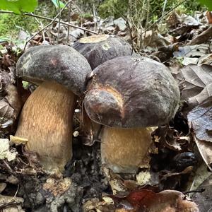 Schwarzhütiger Steinpilz