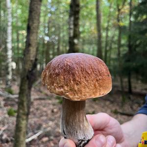 King Bolete