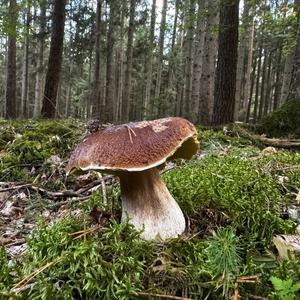 King Bolete