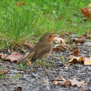 European Robin