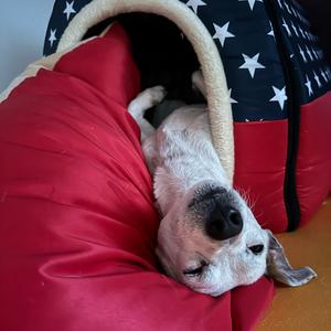 Russell Terrier