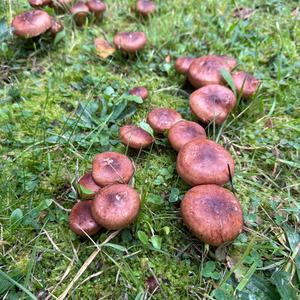 Unknown Species