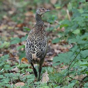 Common Pheasant