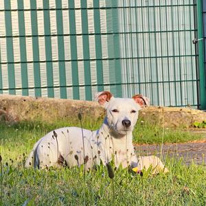 Russell Terrier