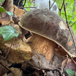 Schwarzhütiger Steinpilz