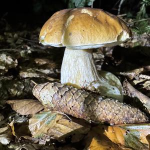 King Bolete