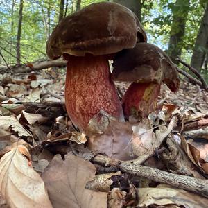 Dotted-stem Bolete