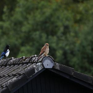 Common Kestrel