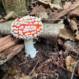 Fliegenpilz