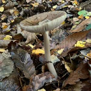 Grauer Scheidenstreifling