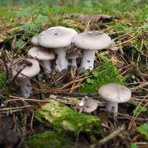Unknown Species