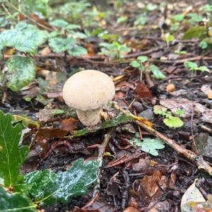 Unknown Species