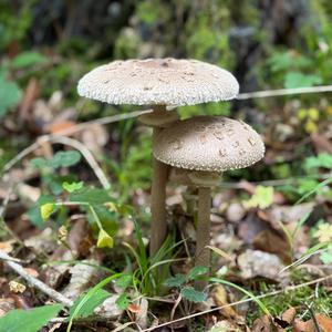 Parasol Mushroom