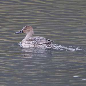 Northern Pintail