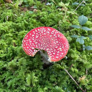 Fly Agaric