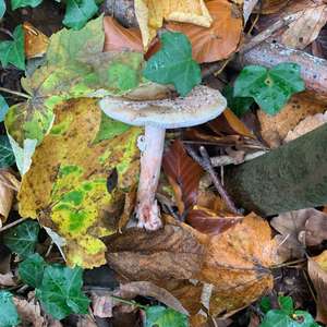 Unknown Species