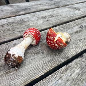Fly Agaric