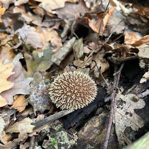 Igel-Stäubling