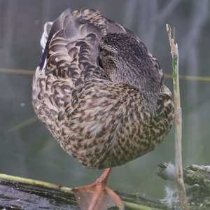 Mallard