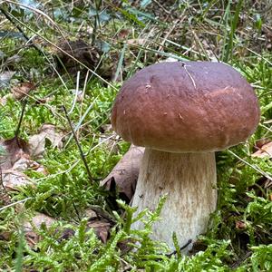 Steinpilz