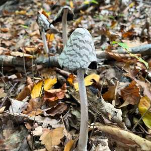 Magpie Ink-cap