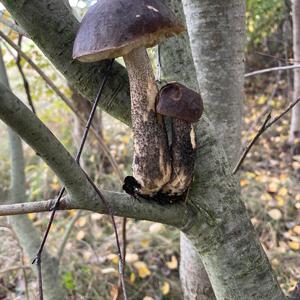 Gemeiner Birkenpilz