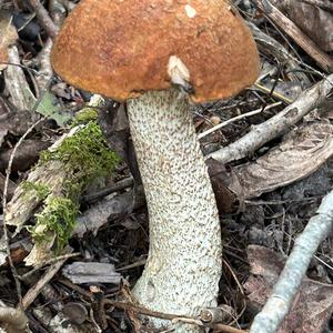 Scaber Stalk, Common