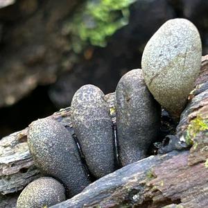 Dead Man`s Fingers