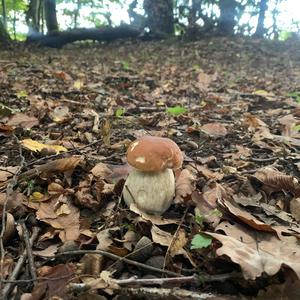 Summer Bolete
