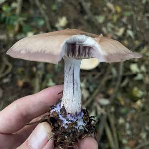 Lepista sordida var. lilacea