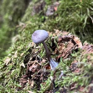 Amethyst Deceiver