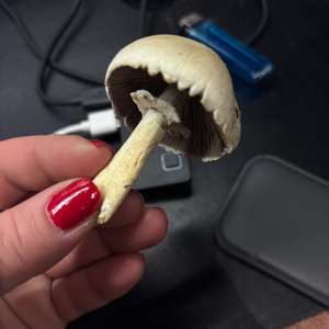 Horse Mushroom