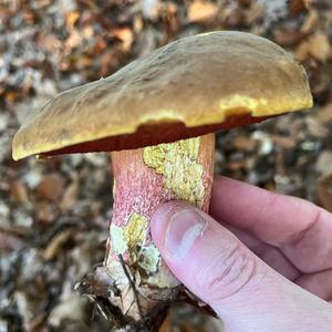 Dotted-stem Bolete
