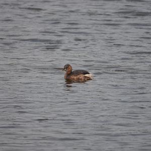 Little Grebe