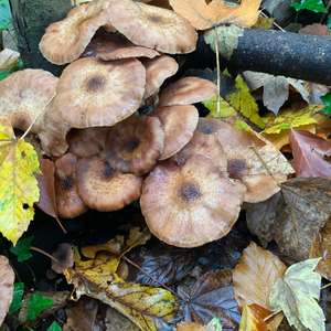 Unknown Species