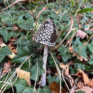 Magpie Ink-cap