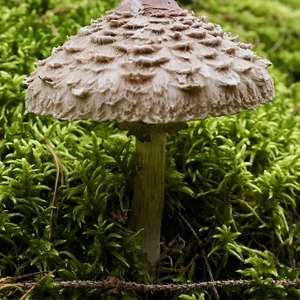 Parasol Mushroom