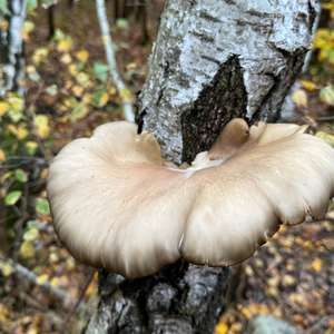 Oyster Mushroom