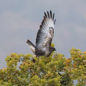 Common Buzzard