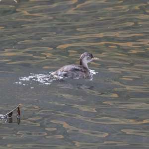 Little Grebe