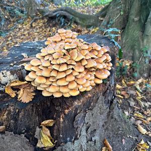 Unknown Species