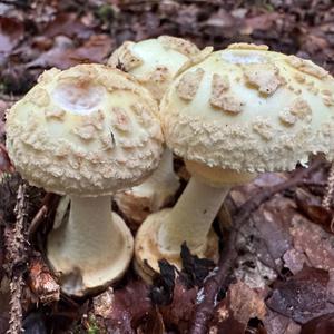Gelber Knollenblätterpilz